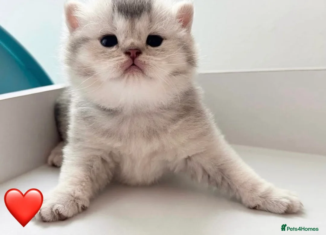British Shorthair cats for sale: Adorable silver NS11 British shorthair kittens. - Advert 2