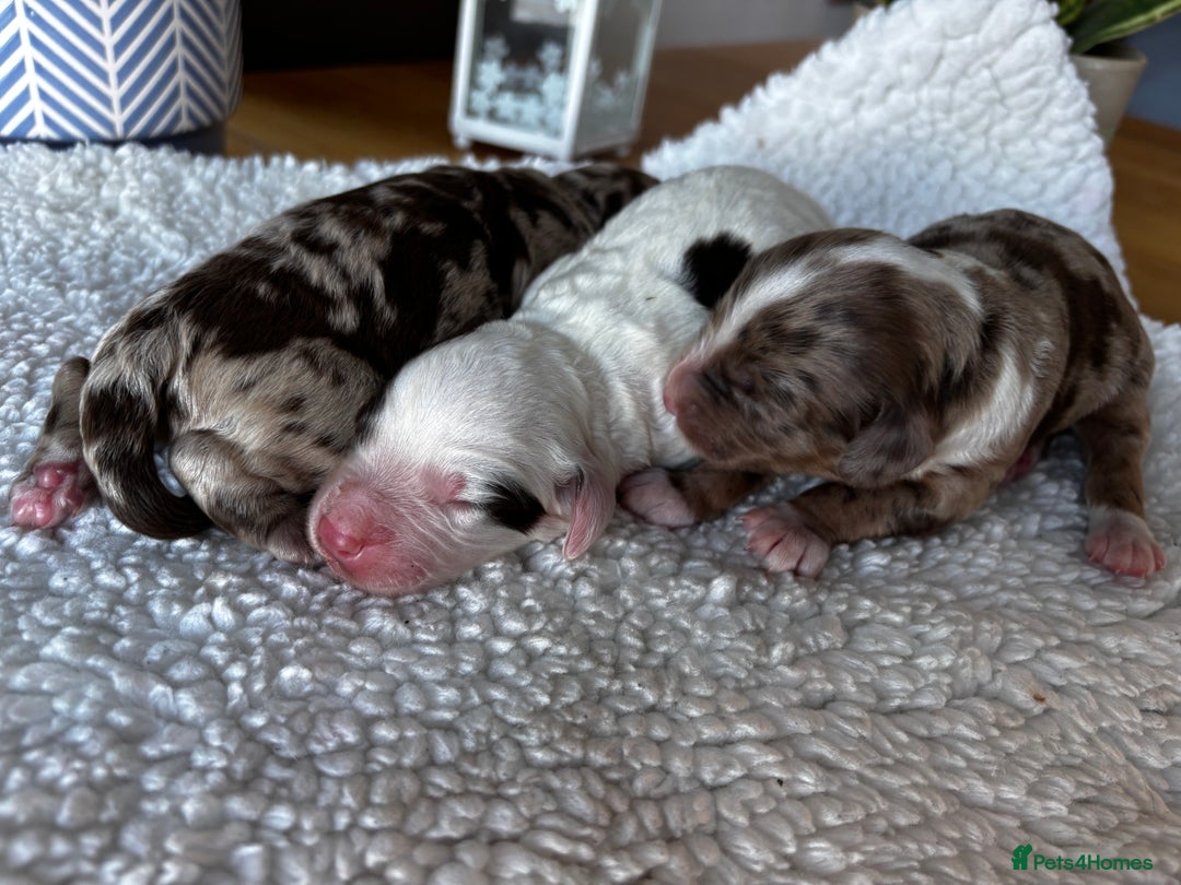 Sproodle dogs for sale: 🐾 Premium Sproodles - Merles & Stunning Parti 🐾 - Advert 1