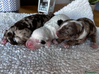 Sproodle dogs 🐾 Premium Sproodles - Merles & Stunning Parti 🐾 - Advert 1