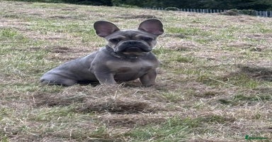French Bulldog dogs in Swansea - Advert 1