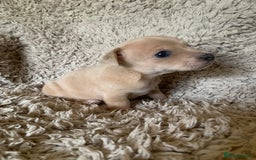 Jack Russell dogs for sale: Exceptional litter of miniature Jack RussellS - Image 16