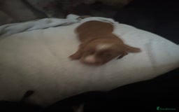 Cocker Spaniel dogs for sale: Cocker spaniel Puppies  - Advert 13