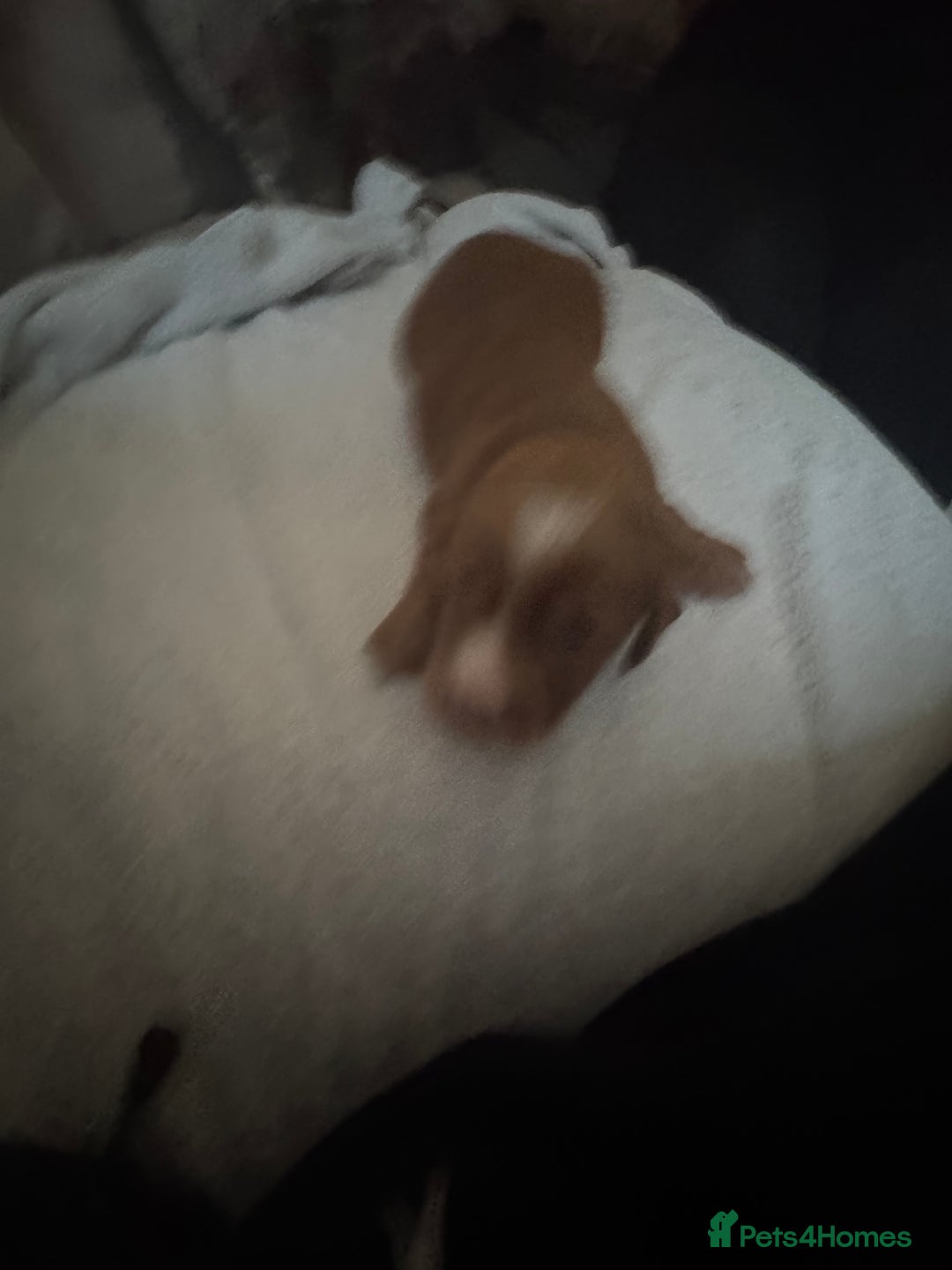 Cocker Spaniel dogs for sale: Cocker spaniel Puppies  - Advert 13