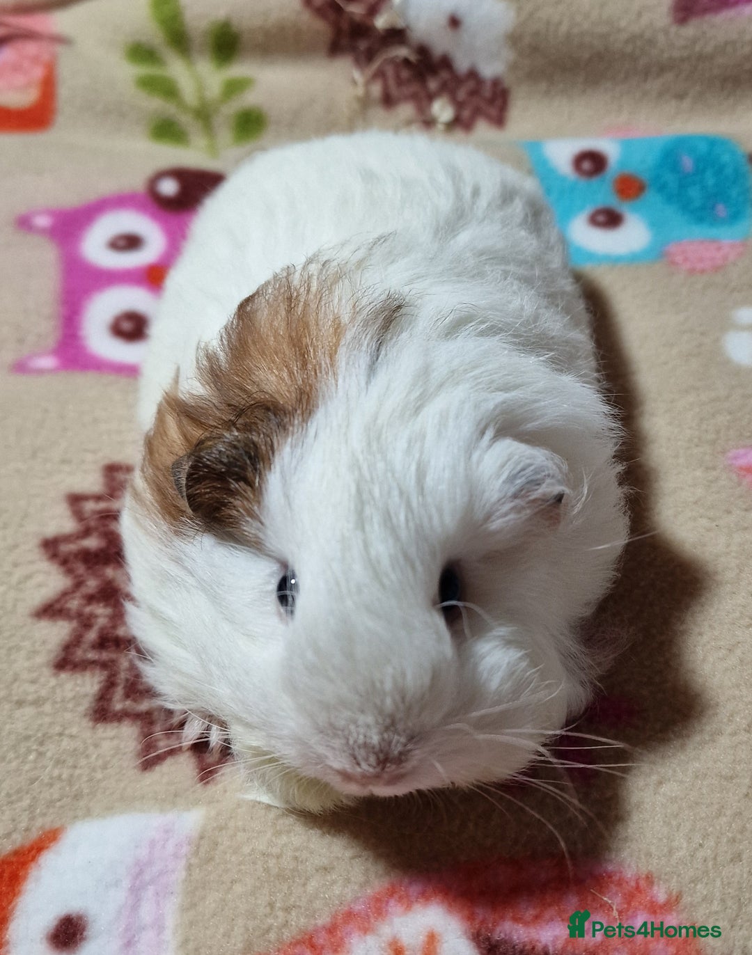 Guinea Pig rodents for sale: Two Stunning Sheltie Sows - Image 31