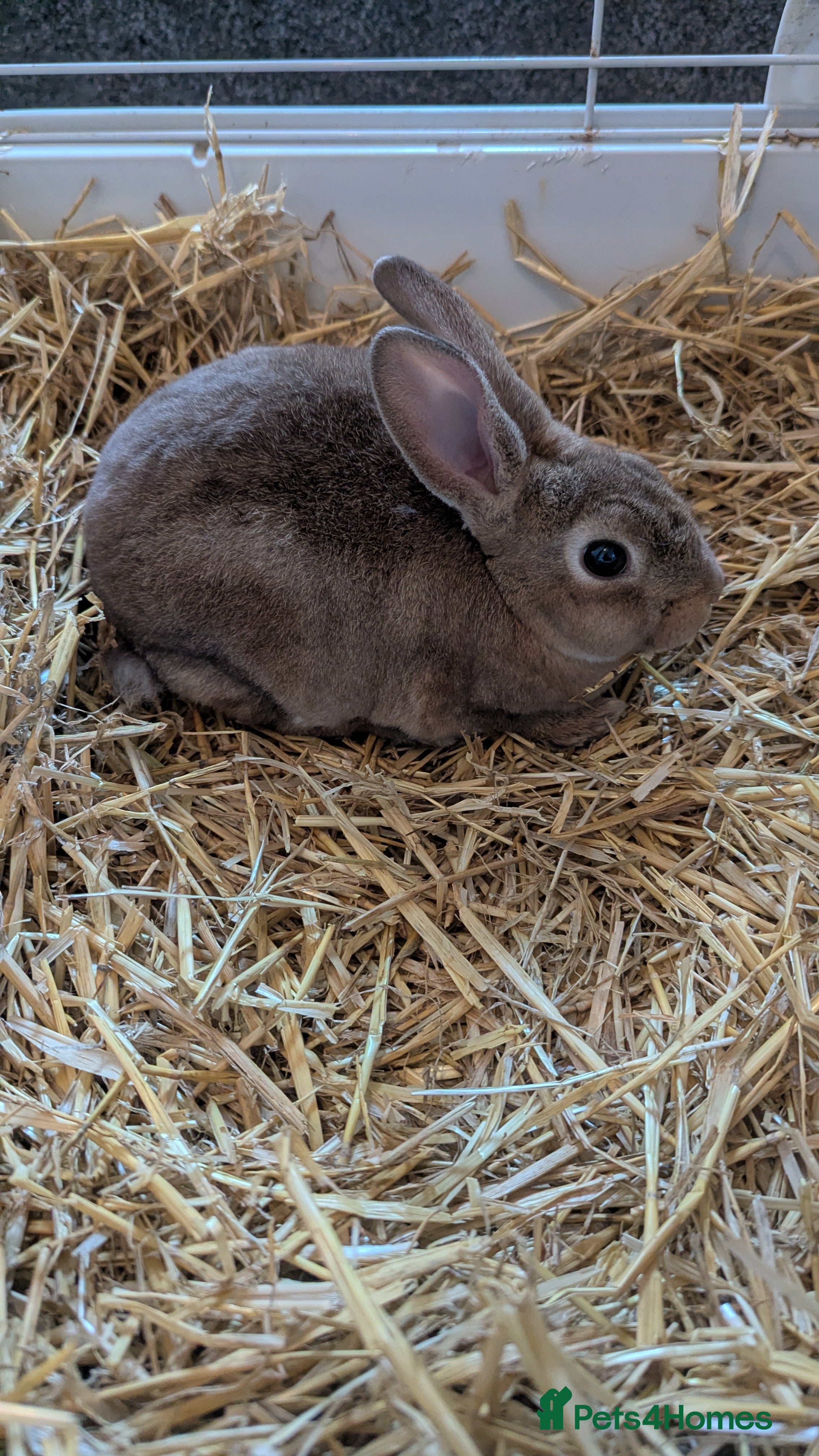 Rex rabbits **READY NOW*ONLY 2 LEFT** 5 Beautiful Rex bunnies  - Advert 15