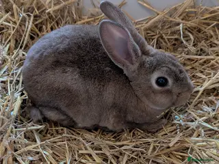 Rex rabbits **READY NOW*ONLY 2 LEFT** 5 Beautiful Rex bunnies - Advert 15