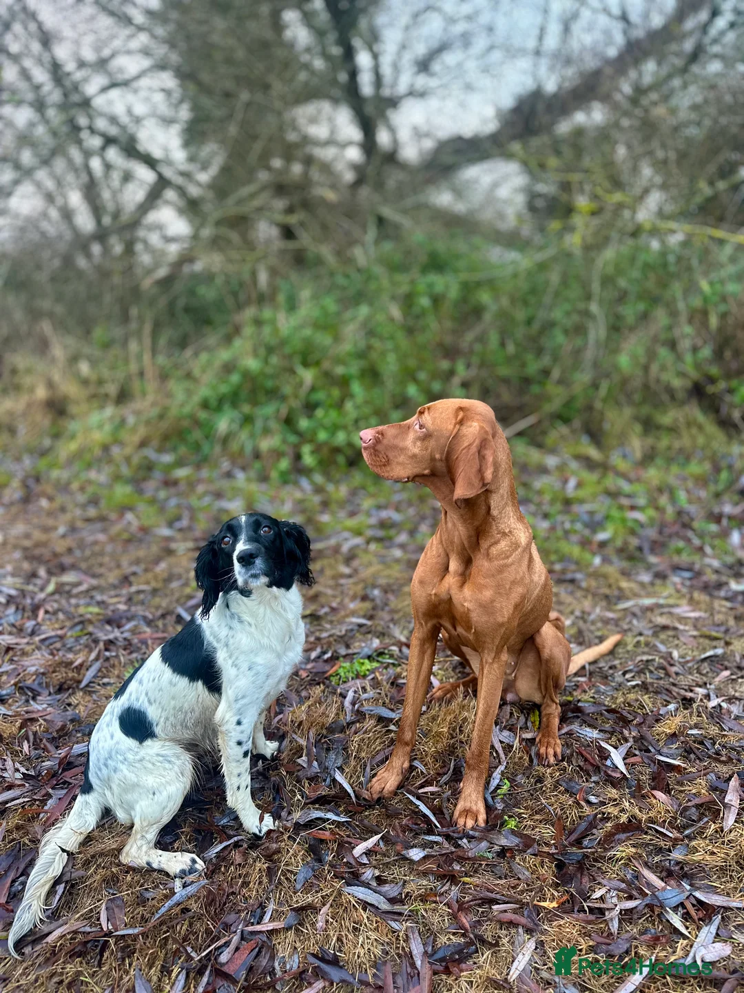 English Springer Spaniel dogs for sale: Gorgeous Working Springer Spaniel Pups! - Advert 16