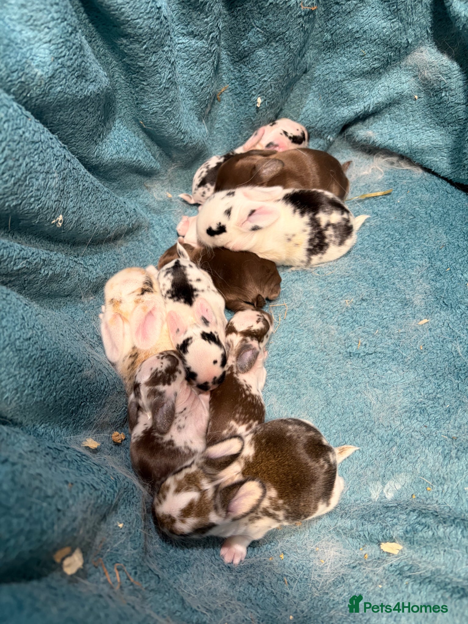 Mini Lop rabbits beautiful friendly mini lops  - Advert 21