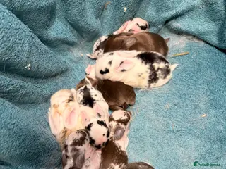 Mini Lop rabbits beautiful friendly mini lops - Advert 21