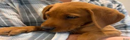 Labrador Retriever dogs for sale: EXCEPTIONALLY WELL BRED FOX RED LABRADOR PUPPIES  - Advert 3