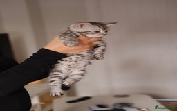 Scottish Fold cats for sale: 🐾 Beautiful Spotted-Belly Scottish Fold x Tabby😺 - Image 2