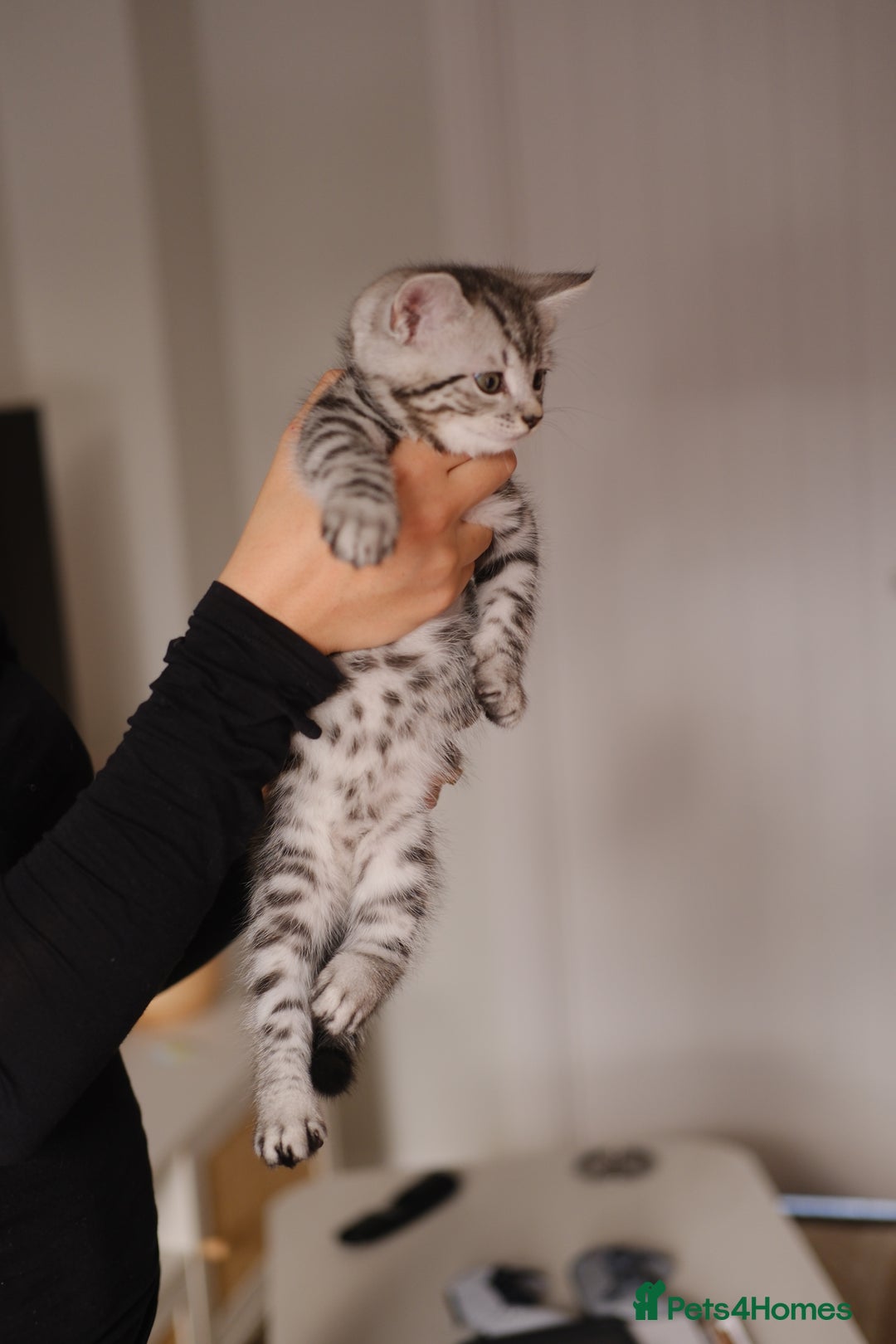 Scottish Fold cats for sale: 🐾 Beautiful Spotted-Belly Scottish Fold x Tabby😺 - Image 2