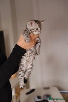Scottish Fold cats - Advert 1