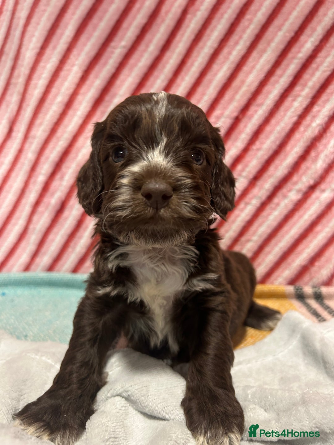 Cockapoo dogs for sale: Cute F1 cockapoo puppies  - Advert 14