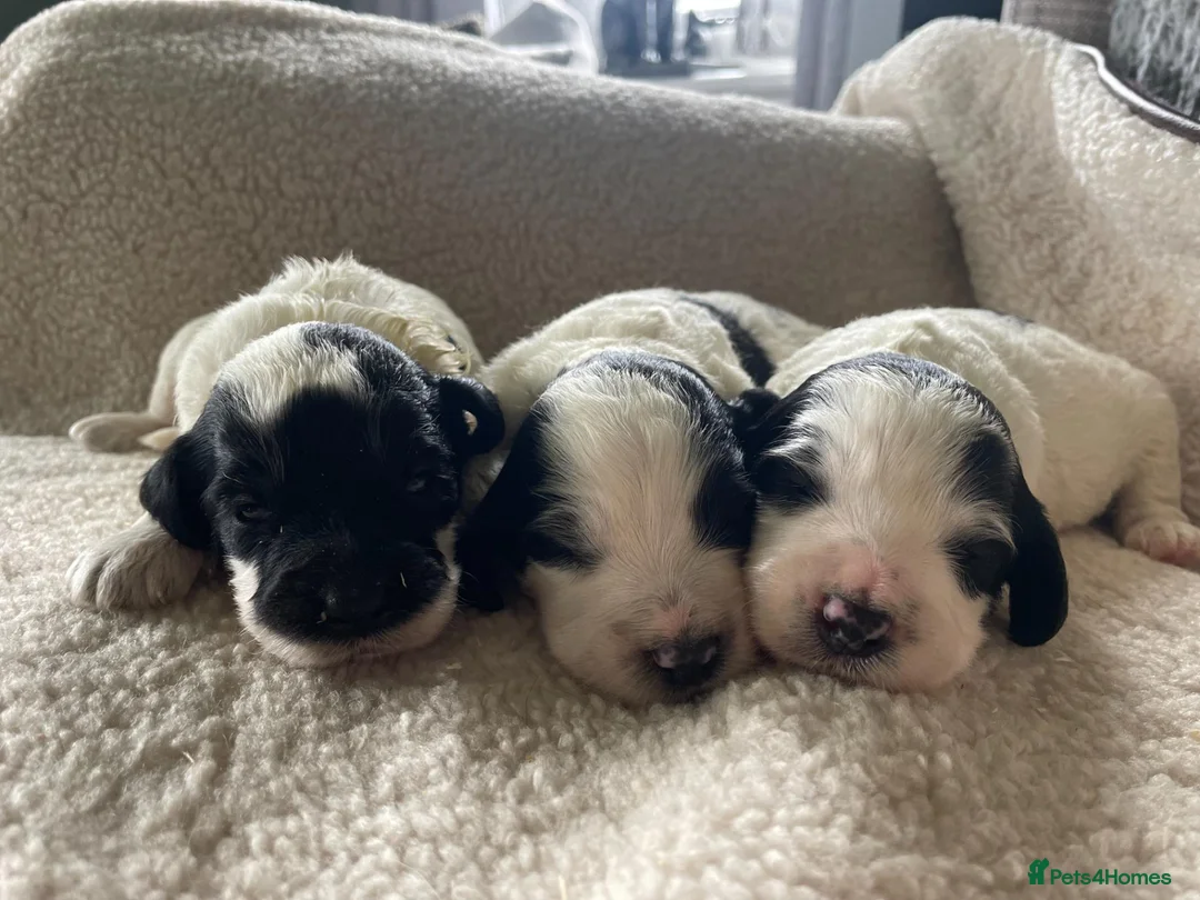 Cockapoo dogs for sale: cockapoo f1 puppies - Advert 1