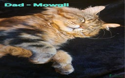 Maine Coon cats for sale: DNA TESTED 100% MAINE COON KITTENS  - Image 7
