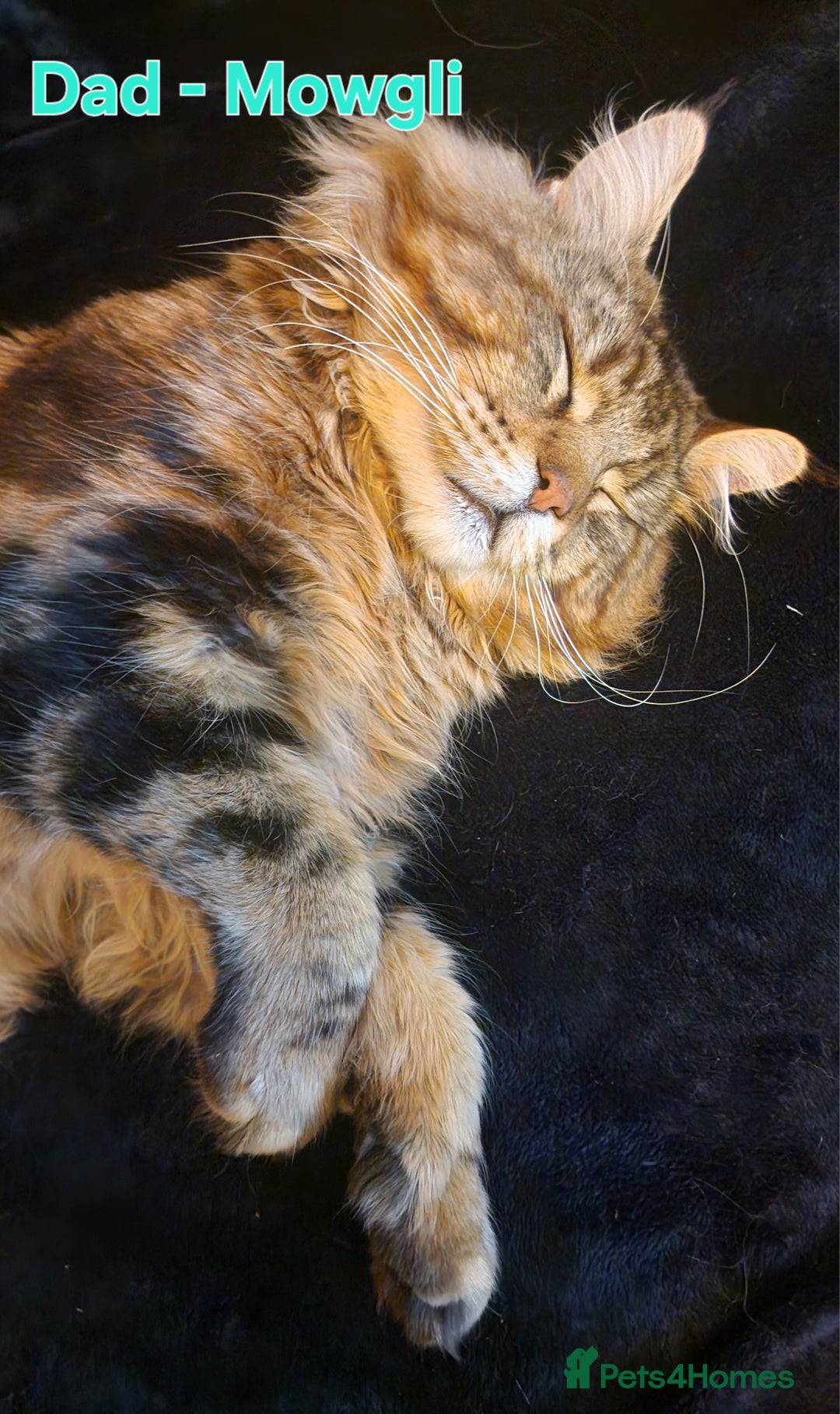 Maine Coon cats for sale: DNA TESTED 100% MAINE COON KITTENS  - Image 7