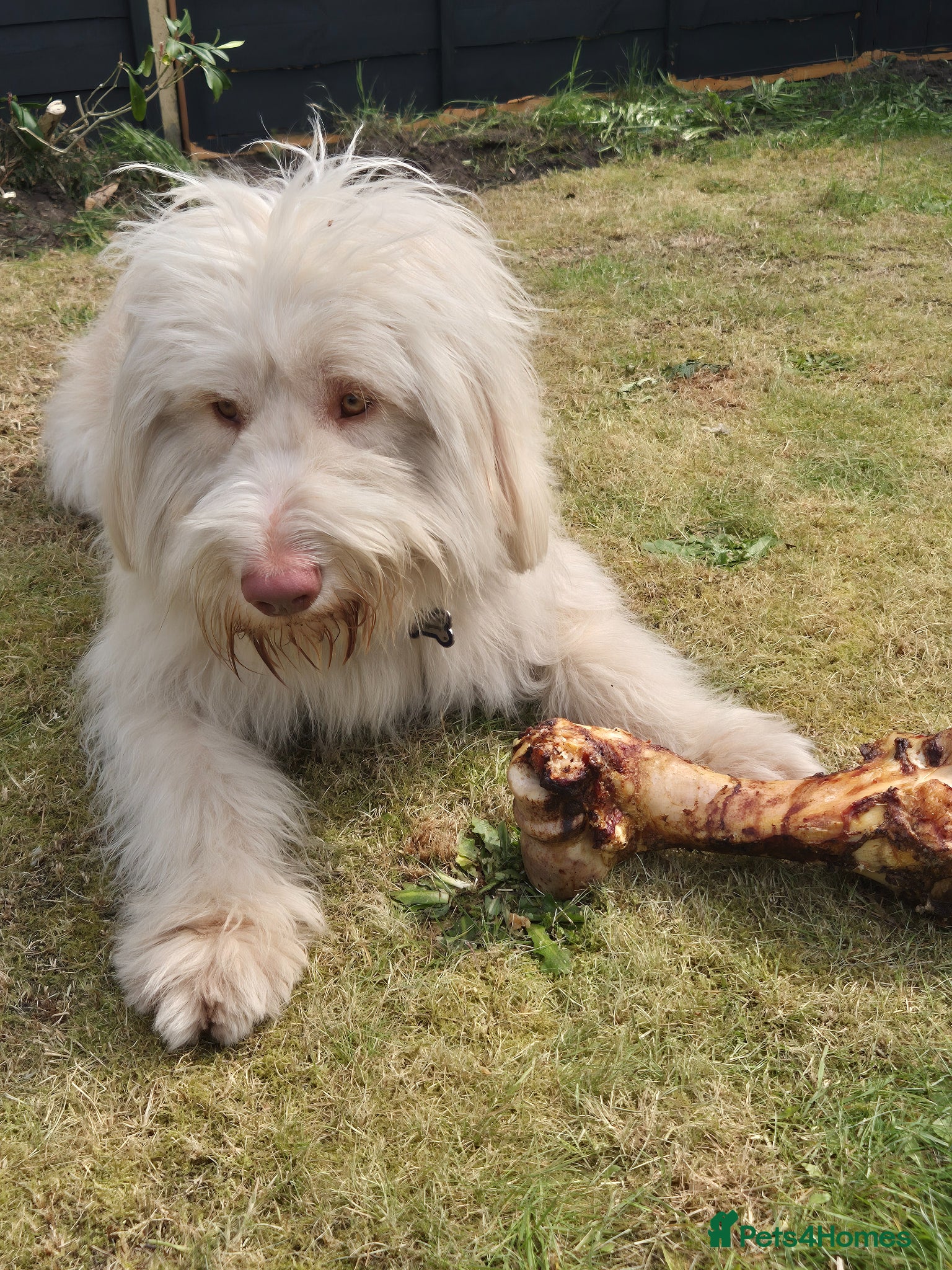Italian Spinone dogs Spinone  - Advert 4