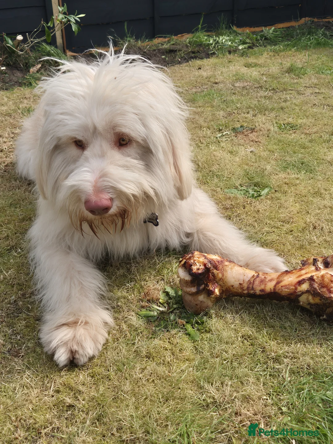 Italian Spinone dogs for sale: Spinone  in Skelmersdale - Advert 1