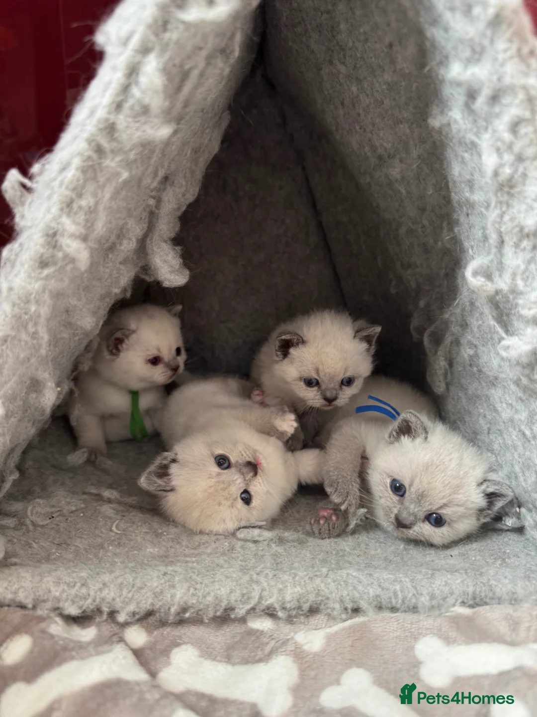 British Shorthair cats for sale: GCCF Registered chunky Colourpoints - Advert 2