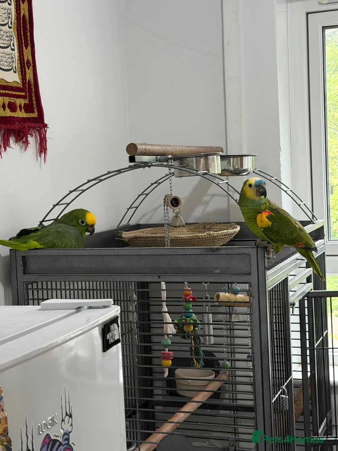 Parrots birds for sale: Amazon parrots in Grangemouth - Advert 2