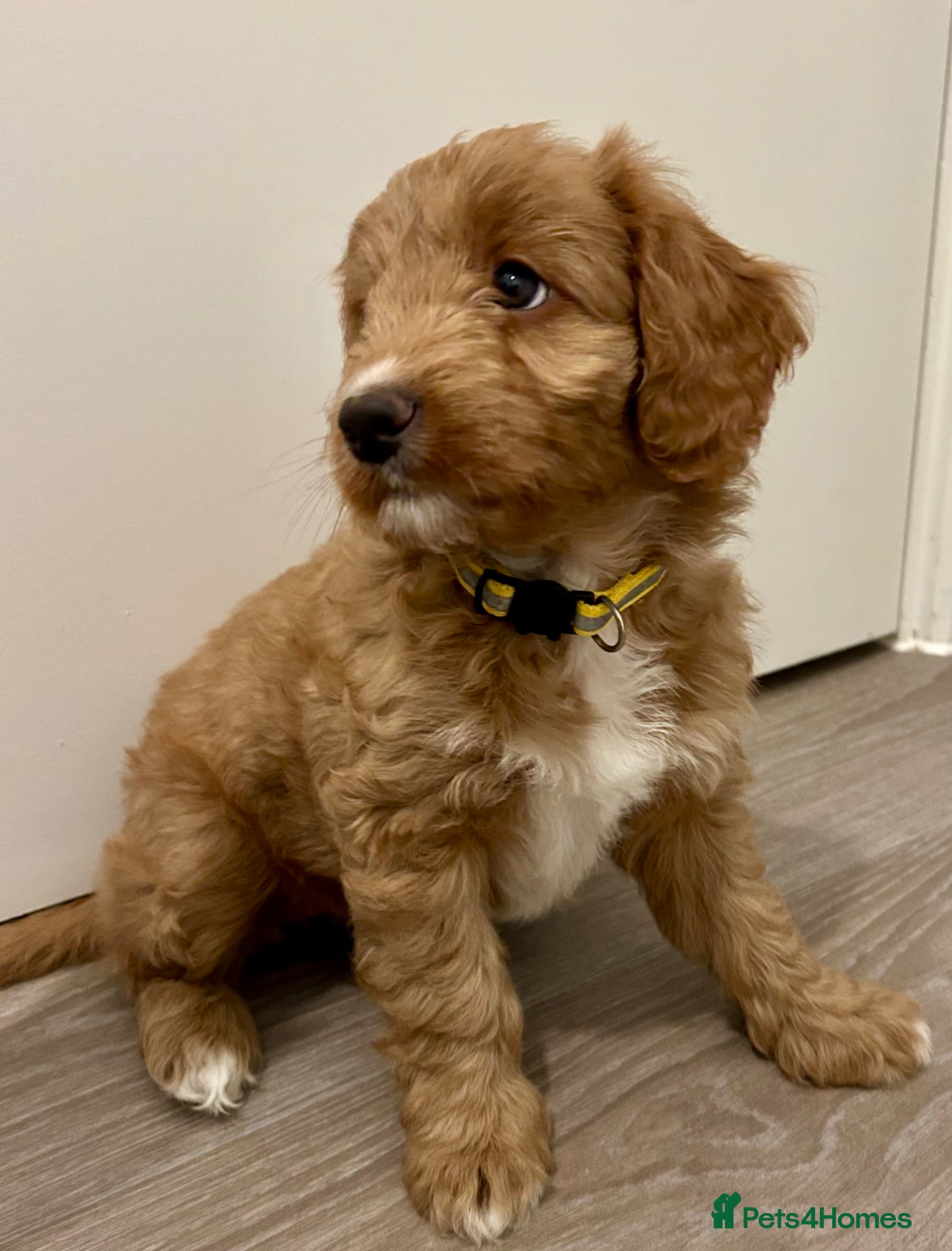 Mixed Breed dogs Tollerdoodle 3x Girls Available Now - Advert 16