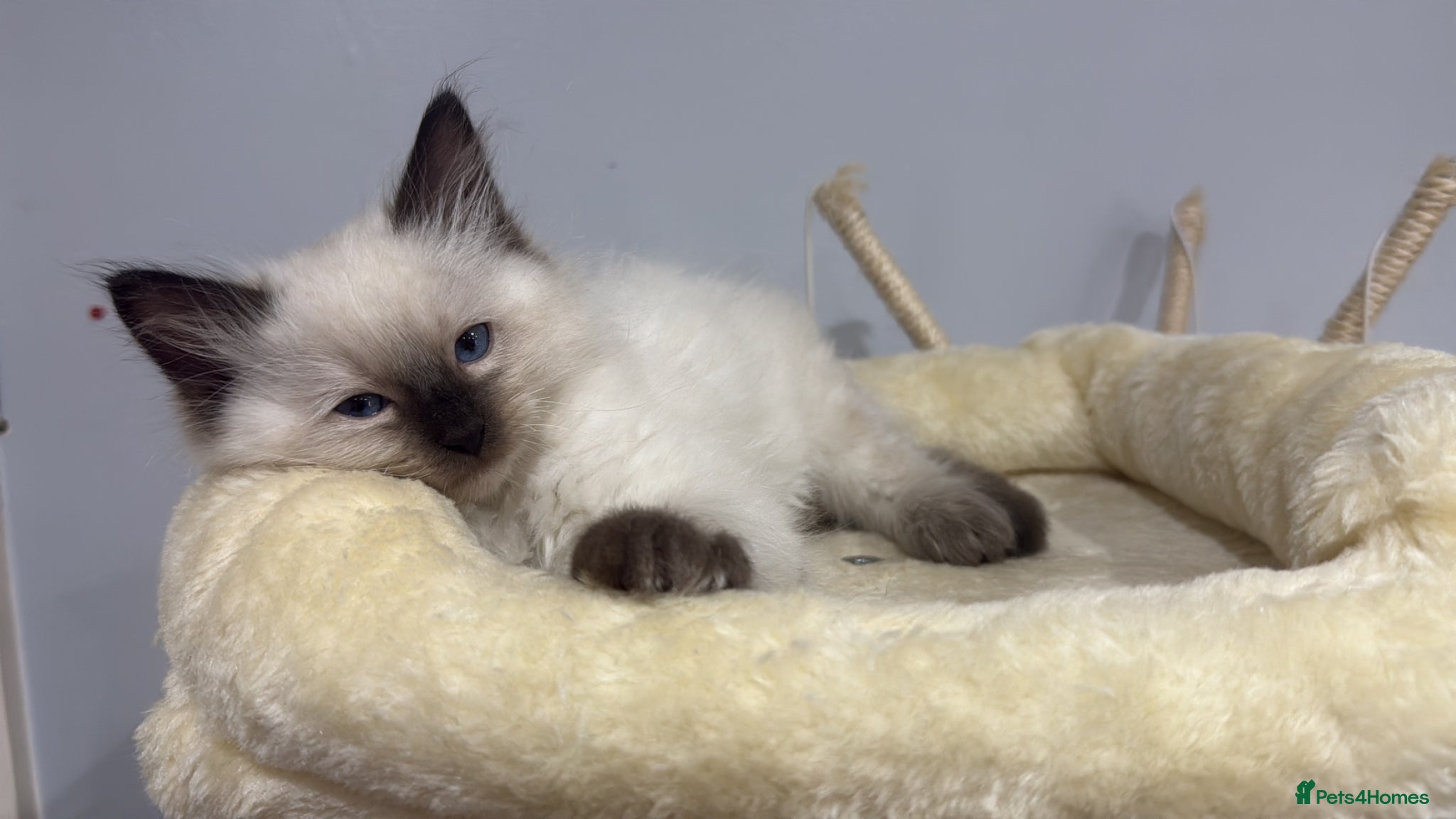 Ragdoll cats Make kitten mitted ragdoll  - Advert 1