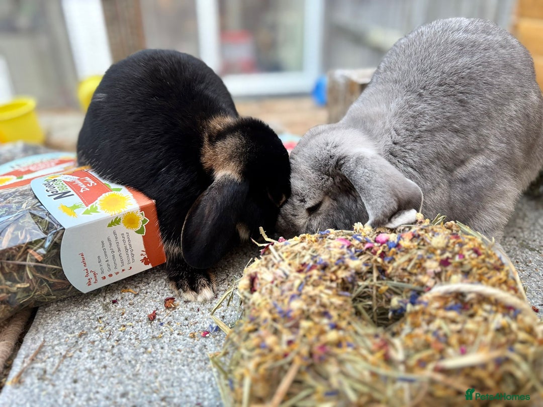 Dwarf Lop rabbits for sale: Bonded pair of dwarf lops - Advert 5