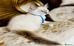 Ragdoll cats for sale: QUALITY GCCF RAGDOLLS KITTENS READY NOW  - Image 6