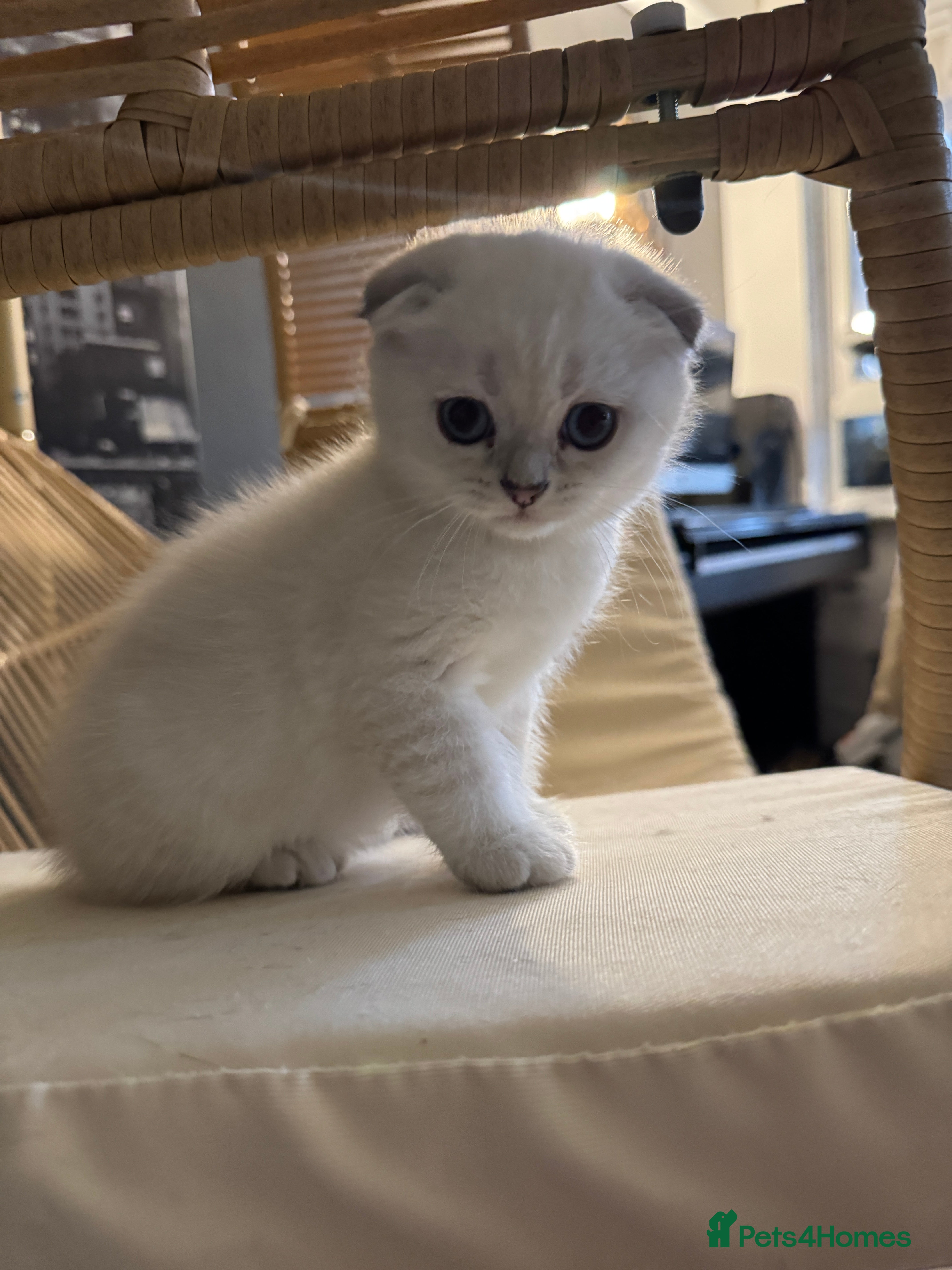 Scottish Fold cats 2-Lovely Chinchilla Scottish Fold Litter Available - Advert 18
