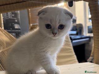 Scottish Fold cats 2-Lovely Chinchilla Scottish Fold Litter Available - Advert 9
