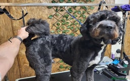 Mixed Breed dogs for sale: Saint Bernadoodles F1  - Image 13