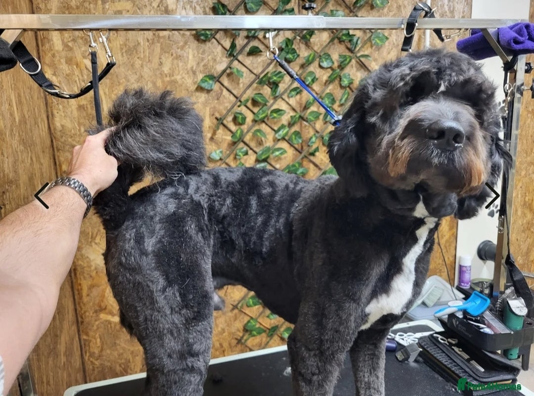 Mixed Breed dogs for sale: Saint Bernadoodles F1  - Image 13