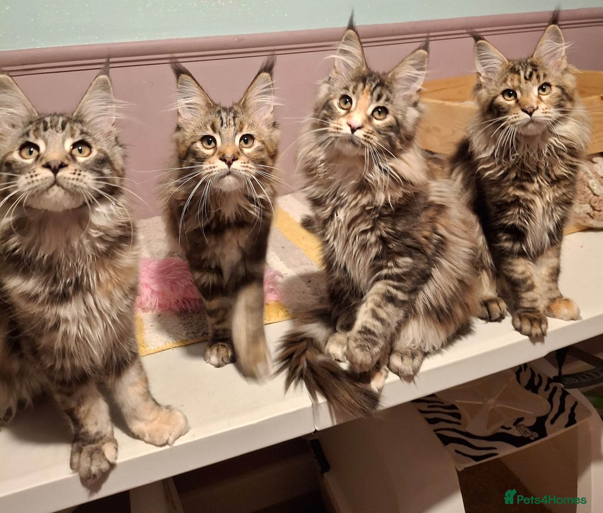 Maine Coon cats Beautiful torbie Maine Coon girls - Advert 15