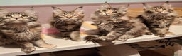 Maine Coon cats for sale: Beautiful torbie Maine Coon girls - Advert 1