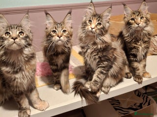 Maine Coon cats Beautiful torbie Maine Coon girls - Advert 7