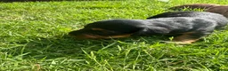 Dachshund dogs for sale: KC REG long haired miniature dachshund - Advert 23