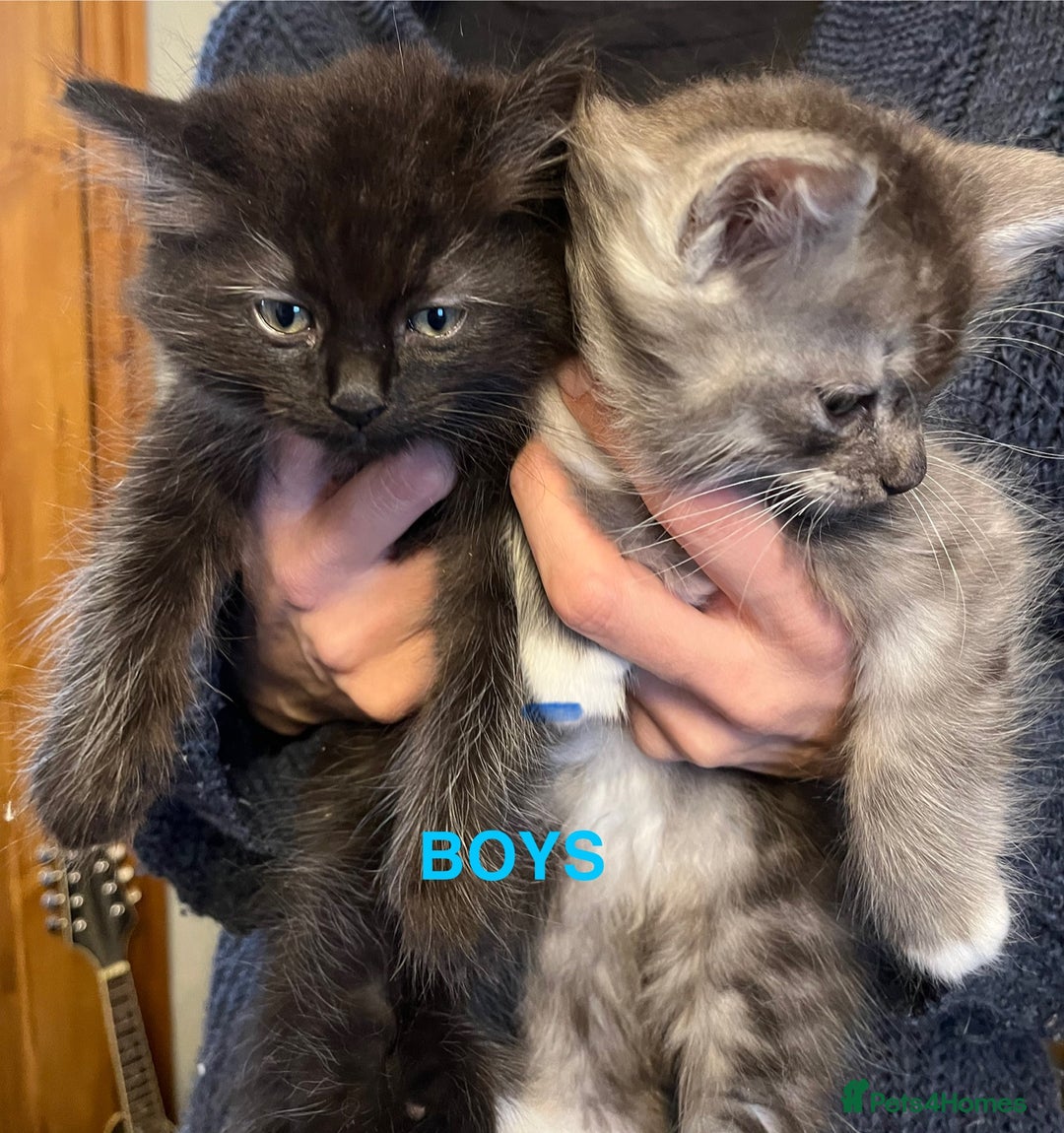 Ragdoll cats for sale: RAGDOLL X SILVER (READY NOW) - Image 4
