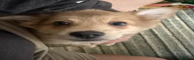 Wolfie
