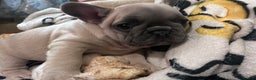 French Bulldog dogs for sale: French Bull Dog Puppies Bitches - Advert 4