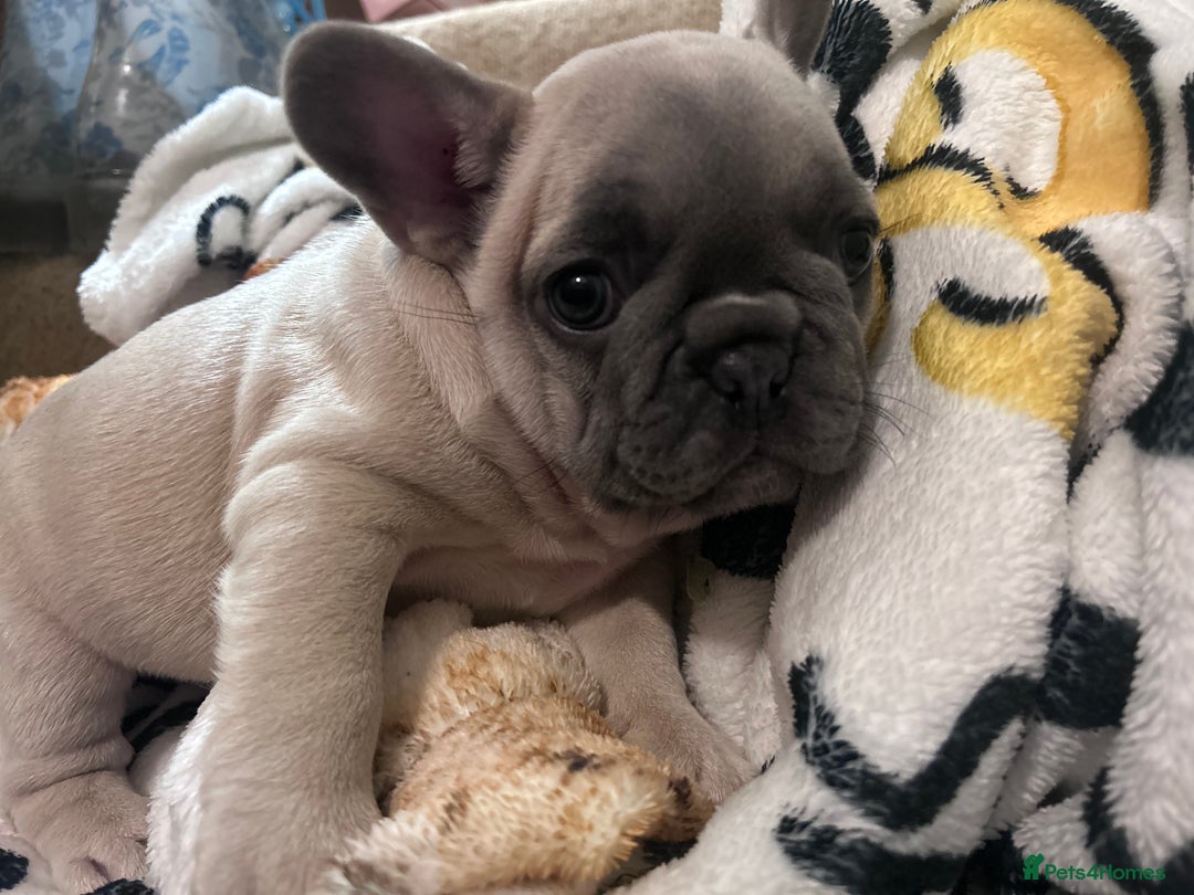 French Bulldog dogs for sale: French Bull Dog Puppies Bitches - Advert 4