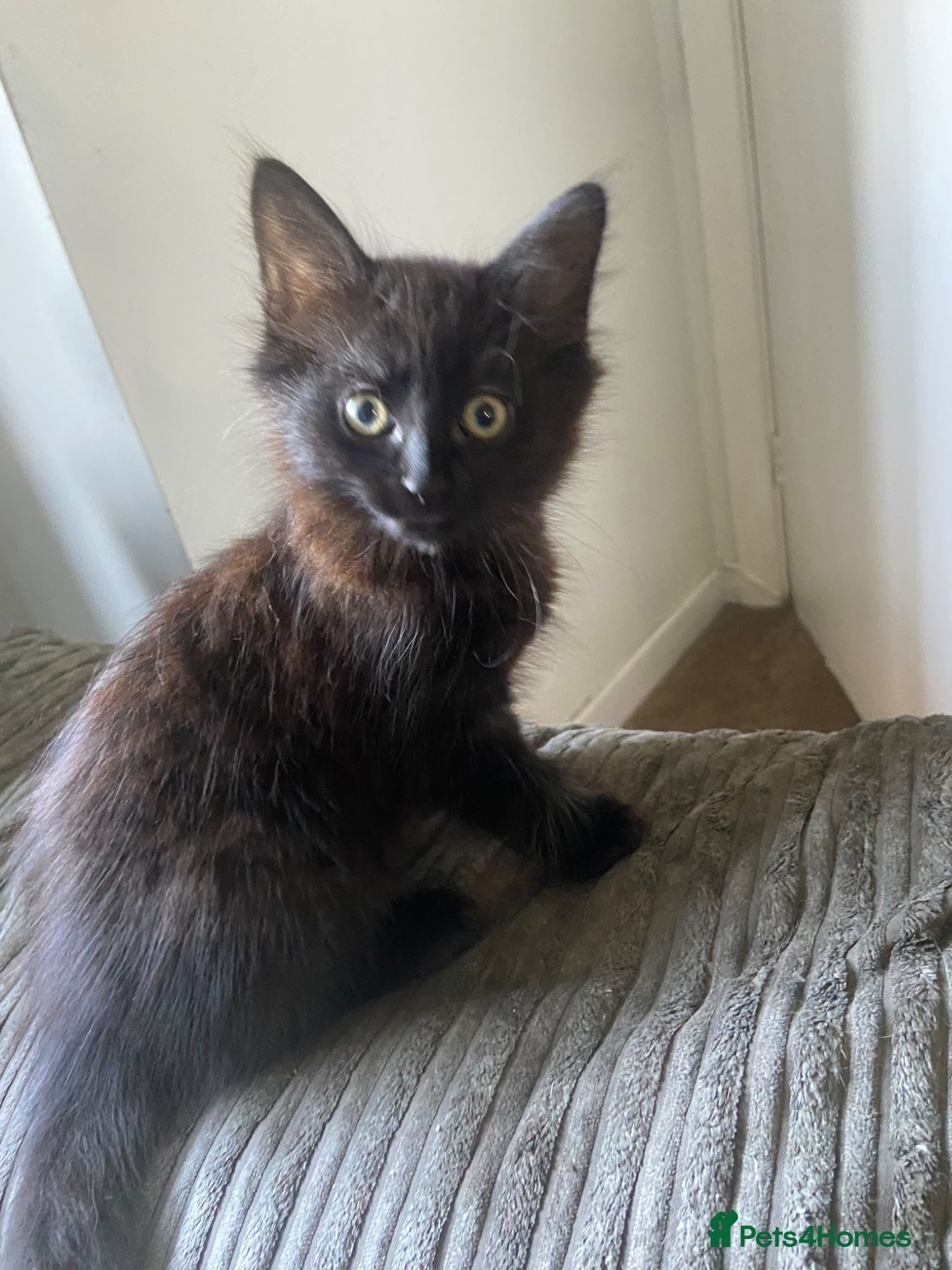 Mixed Breed cats for sale: Two beautiful kittens 1 male 1 female for sale - Advert 5