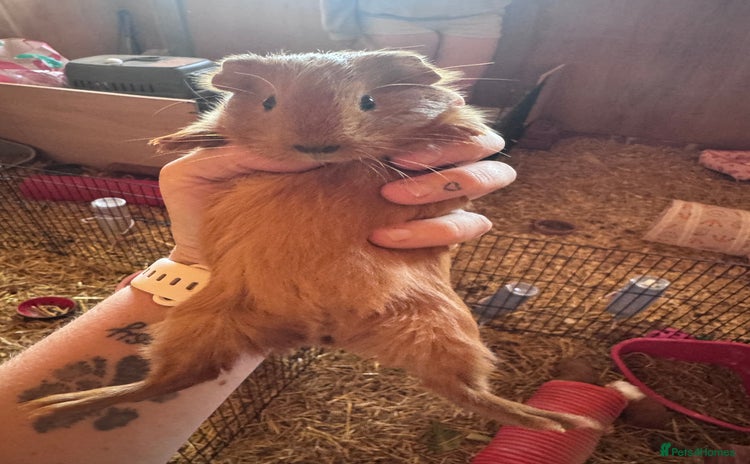 Guinea Pig rodents - Advert 3
