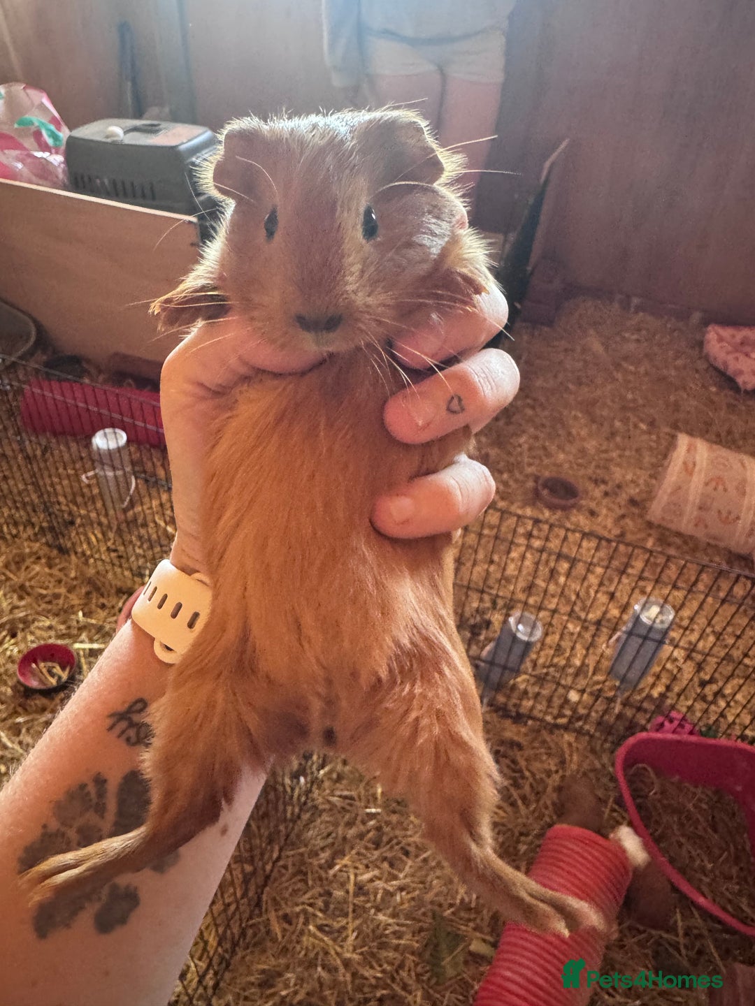 Guinea Pig rodents for sale: Bonded boars - Image 1