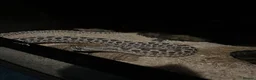 Snake reptiles for sale: Female Hognose snake (arctic het albino) - Advert 3