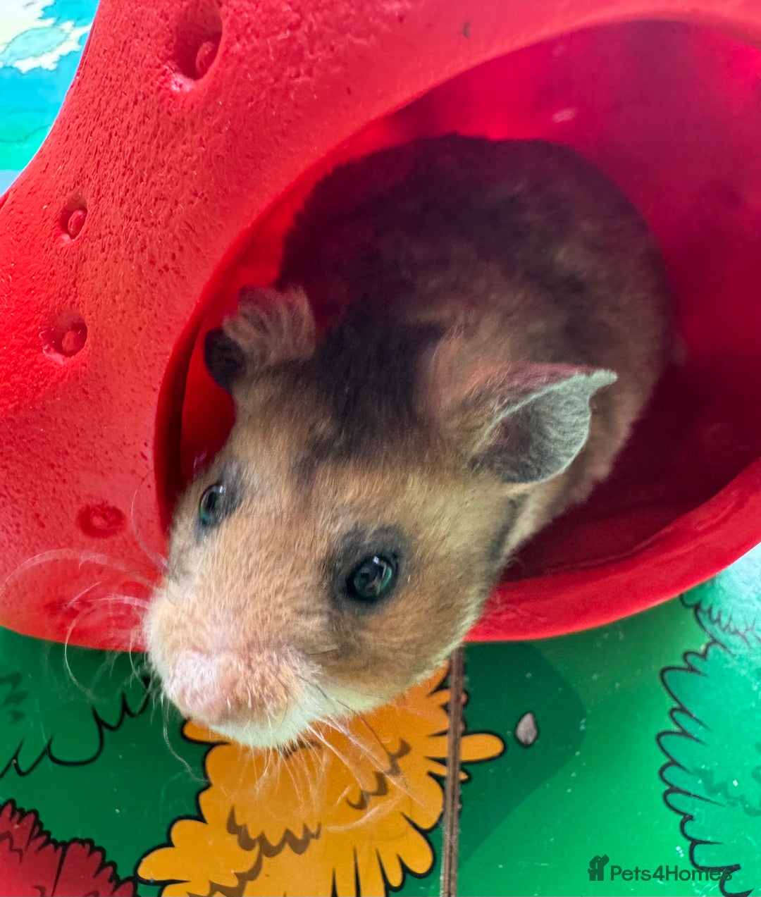 Hamster rodents for sale: Beautiful, pedigree Syrian hamster babies in High Wycombe - Image 8