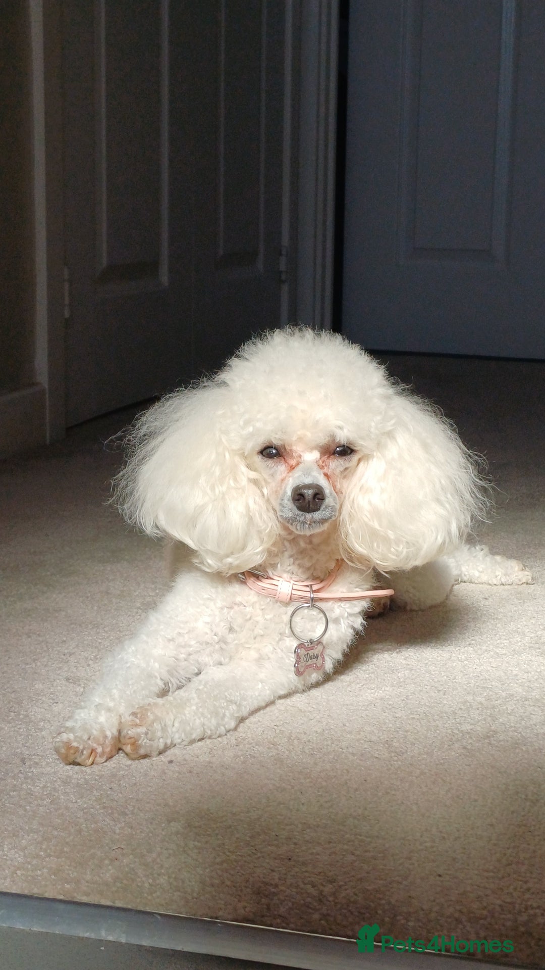 Toy Poodle dogs for sale: Female toy poodles chocolate & apricot  - Advert 9