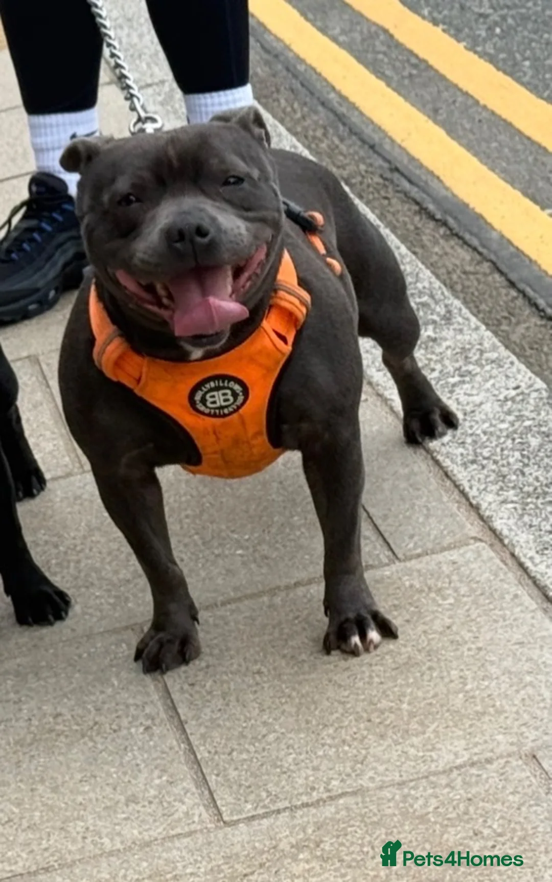 Staffordshire Bull Terrier dogs for sale: beautiful Blue Staffordshire bullterrier - Advert 1
