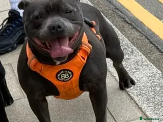 Staffordshire Bull Terrier dogs beautiful Blue Staffordshire bullterrier - Advert 1