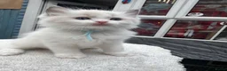Ragdoll cats for sale: Gccf (champion) ragdoll kittens  - Advert 36
